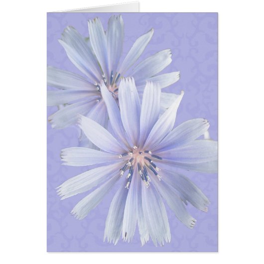 Chicory - Cornflower - Wildflower Cards (Front)