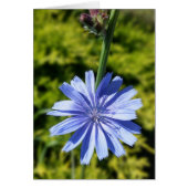 Chicory flower (Front)