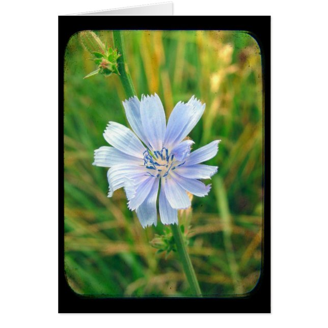 Chicory Flower All Occasions Cards (Front)