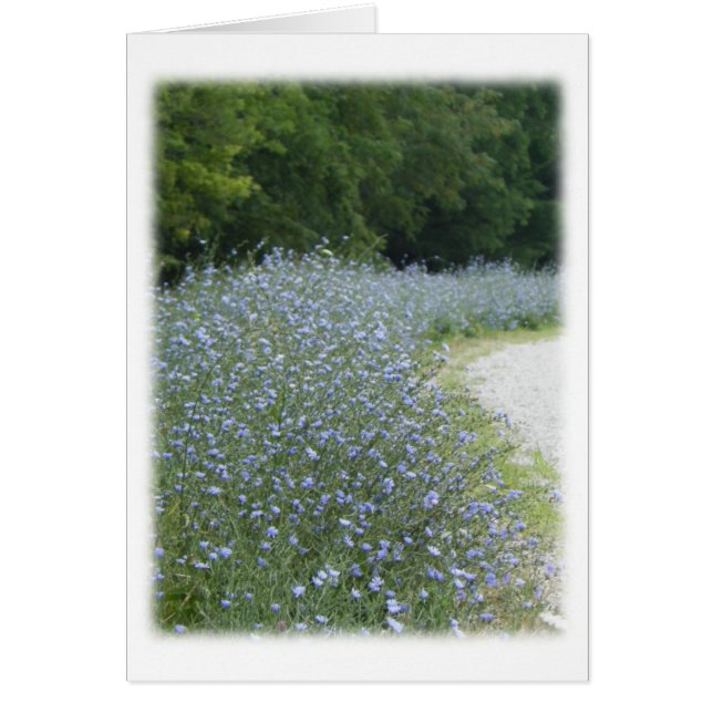 Chicory Flower Blooms Blank Thank You Card (Front)
