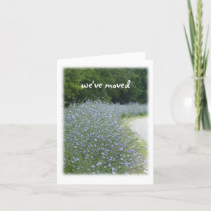 Chicory Flower Blooms Relocation Announcement