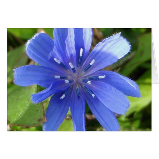 Chicory Flower Card (Front Horizontal)