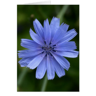 Chicory Flower Cards