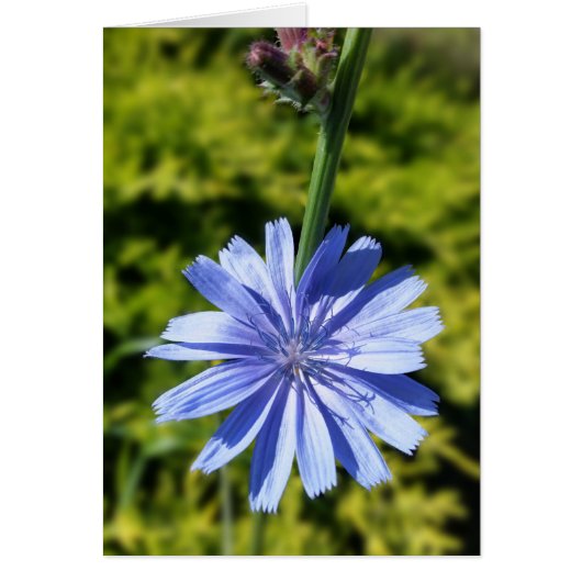Chicory flower cards (Front)