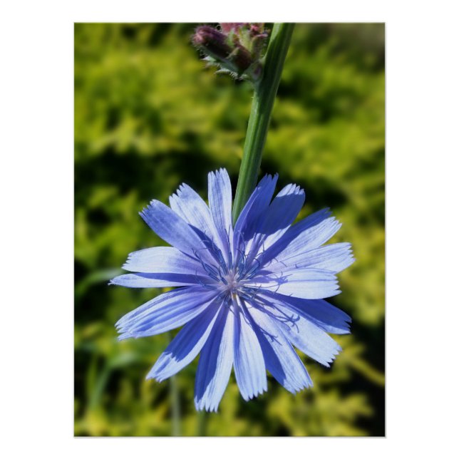 Chicory flower poster (Front)