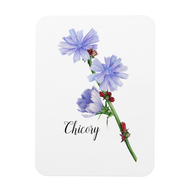 Chicory Flowers Watercolor  Magnet (Vertical)
