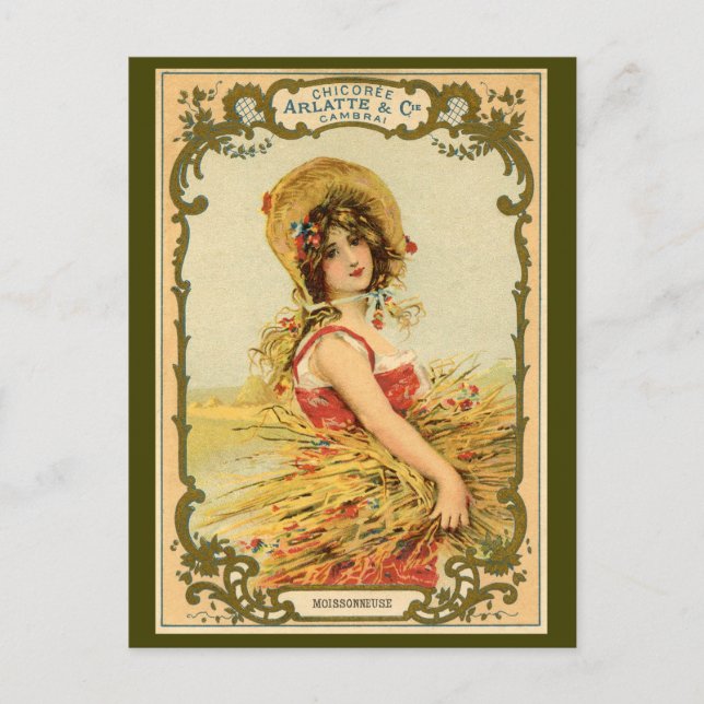 Chicory Harvest Advertisement Postcard (Front)