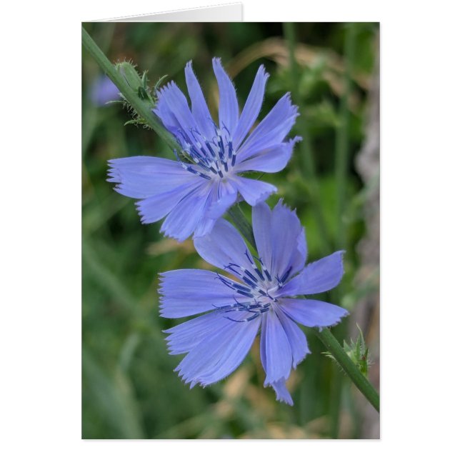 Chicory Note Card (Front)