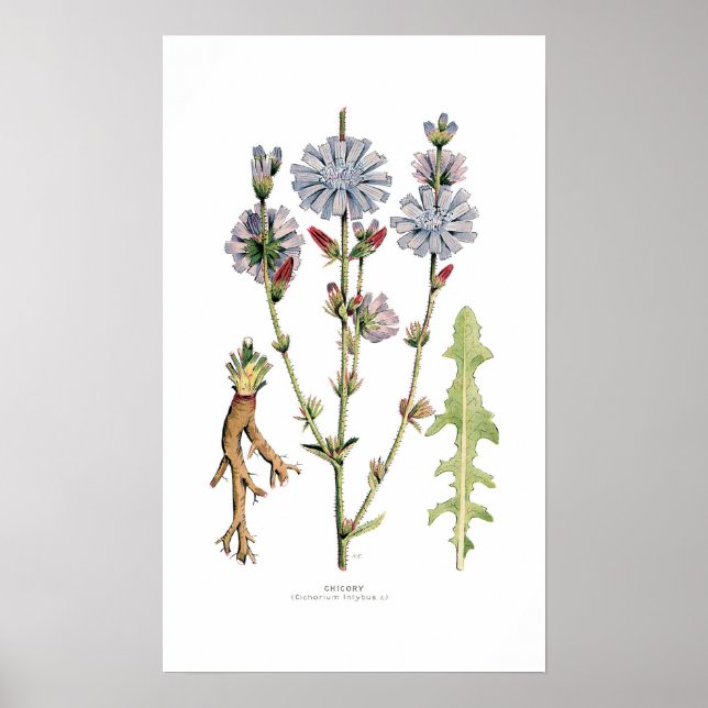 Chicory Poster (Front)