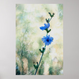 Chicory Poster