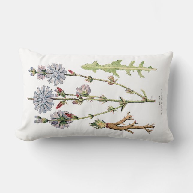 Chicory Vintage Botanical Lumbar Pillow (Front)