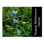 Chicory