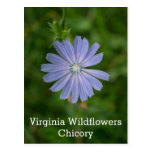 Chicory