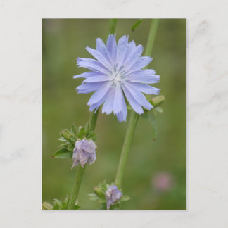 Chicory Wild Flower DIY Postcard