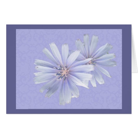 Chicory Wildflower Cards (Front Horizontal)