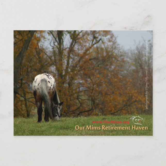 Chief - Appaloosa in the move Prancer Postcard (Front)
