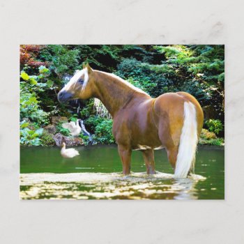 "chieftain Cools Off"  Postcard by TabbyHallDesigns at Zazzle