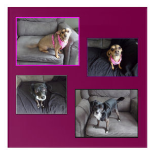 Chihuahua Acrylic Wall Art