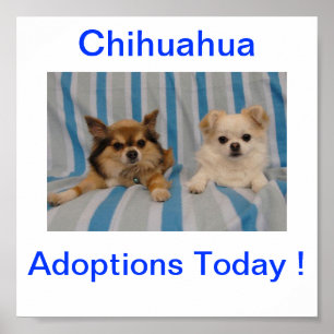 Chihuahua Adoption Today Sign