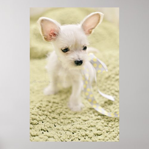 Chihuahua And Maltese Puppy Poster