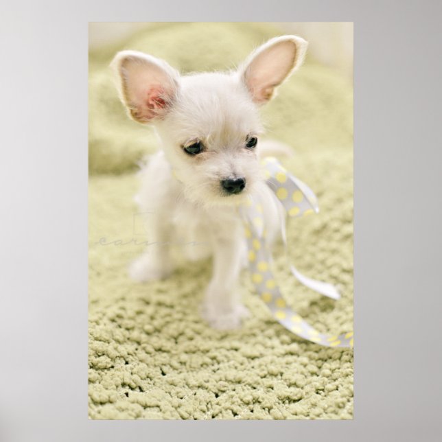 Chihuahua And Maltese Puppy Poster (Front)