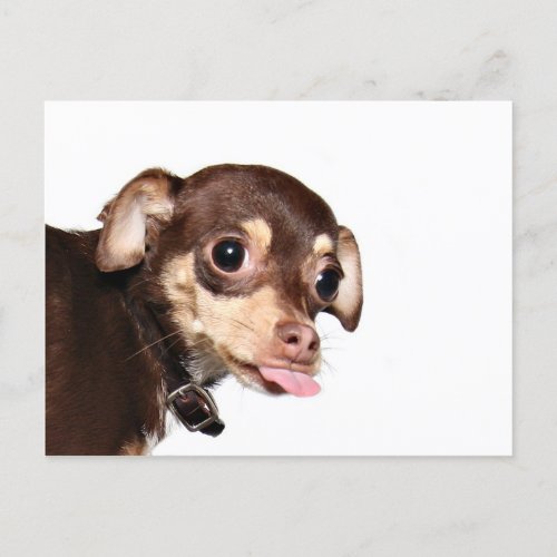 Chihuahua attitude postcard