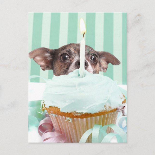Chihuahua birthday cake postcard (Front)