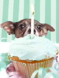 Chihuahua Birthday Invitations Stationery Zazzle Chihuahua Birthday Invitations Stationery Zazzle