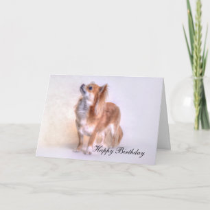 Chihuahua Birthday card