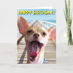 Chihuahua birthday card