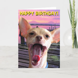 Chihuahua birthday card