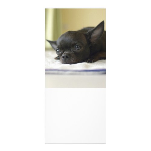 chihuahua black rack card