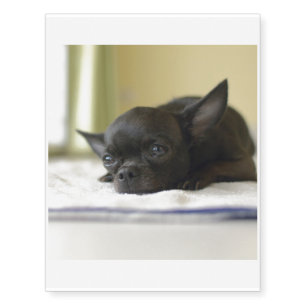 chihuahua black temporary tattoos