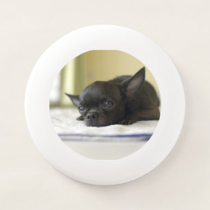 chihuahua black Wham-O frisbee