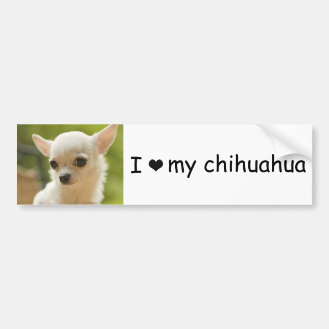 chihuahua bumper sticker (Front)