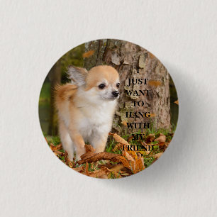 Chihuahua    button