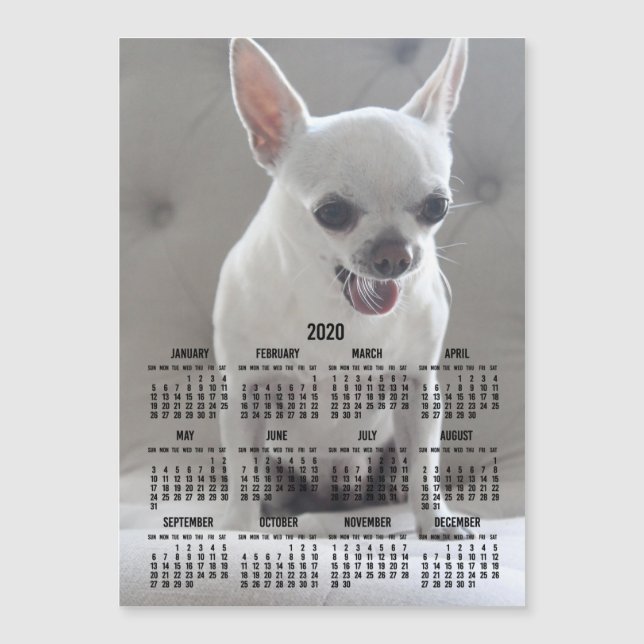 Chihuahua Calendar 2020 Magnetic Photo Card 5x7 (Front)