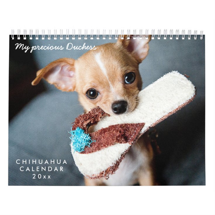 Chihuahua Calendar 2023 Your Custom Photos Zazzle