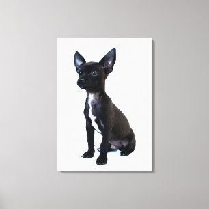 Chihuahua Canvas Print