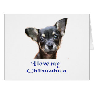 Chihuahua Cards