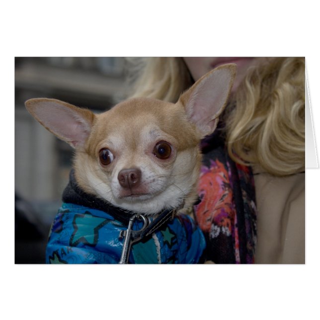Chihuahua Cards (Front Horizontal)