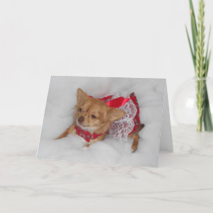 chihuahua Christmas dream card