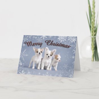 Chihuahua Christmas Holiday Card by petsArt at Zazzle