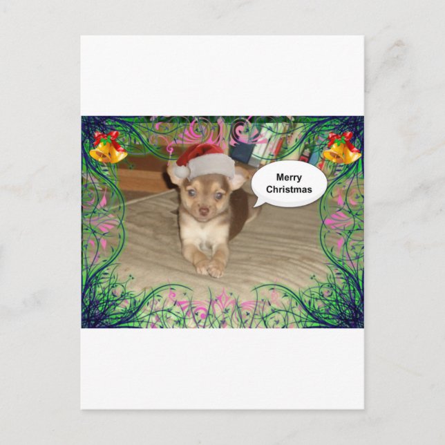 Chihuahua Christmas Holiday Postcard (Front)
