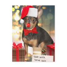 Chihuahua Christmas