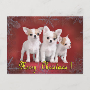 chihuahua christmas holiday postcard