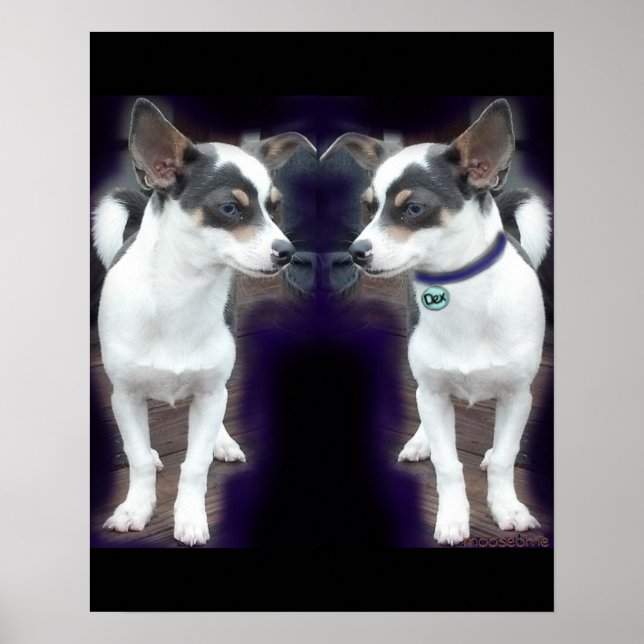 Chihuahua Dex reflection 16x20 print (Front)