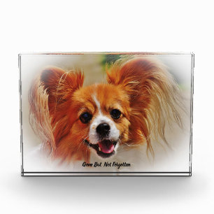 Chihuahua Dog. Acrylic Award