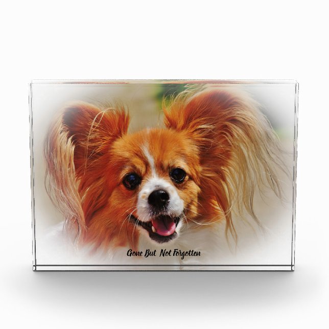 Chihuahua Dog. Acrylic Award (Front)