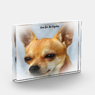 Chihuahua Dog. Acrylic Award